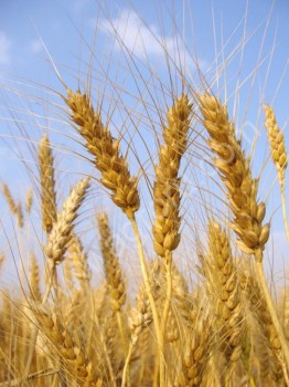 фуражная пшеница на экспорт