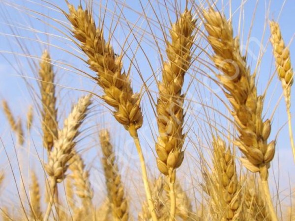 фуражная пшеница на экспорт