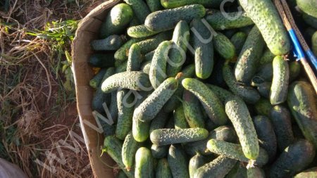 Грунтовые огурцы Кураж