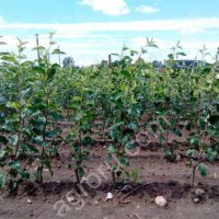 Саженцы яблони.