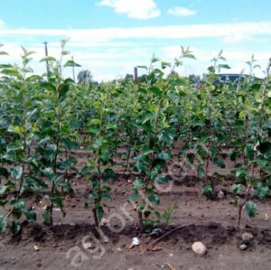 Саженцы яблони.