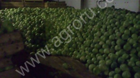 Капуста белокочанная(оптом) от производителя