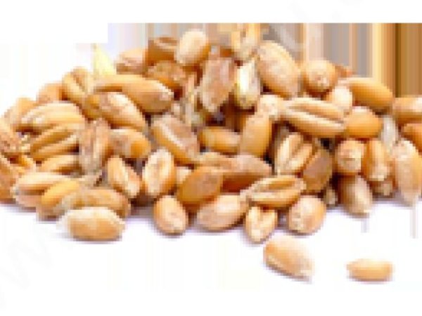 ЗЕРНОВЫЕ И МАСЛИЧНЫЕ КУЛЬТУРЫ