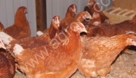 Куры молодки