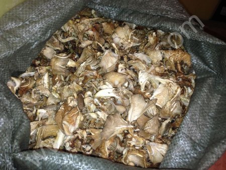 Сушеные грибы вешенка.