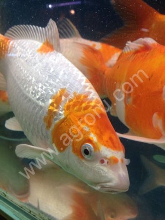 Рыба для пруда / Зарыбим Ваш пруд