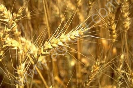 семена зерновых и зернобобовых