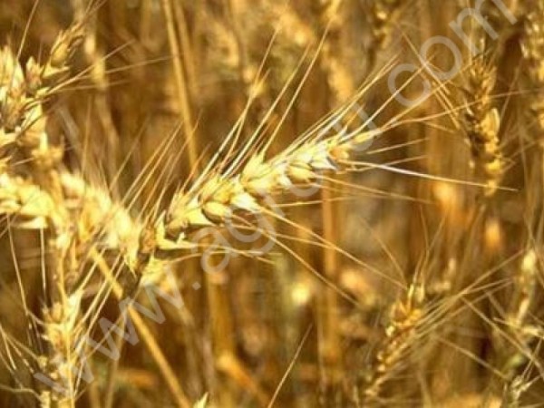 семена зерновых и зернобобовых