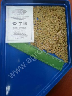 чечевица зеленая