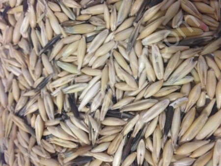 Овес кормовой