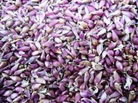 Семена чеснока сорт Любаша (воздушка)