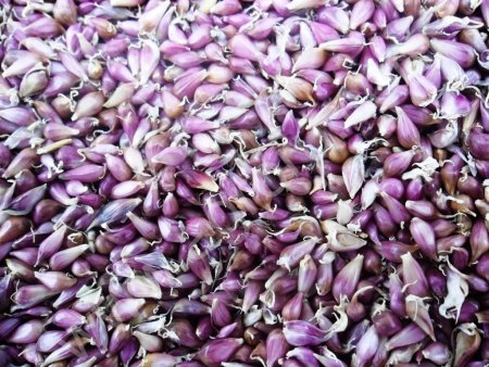 Семена чеснока сорт Любаша (воздушка)