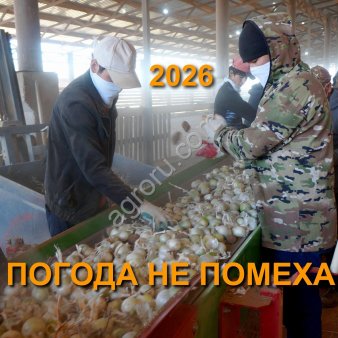 Стардаст лук на зелень
