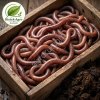 Червь Дендробена (Dendrobaena) оптом от производителя