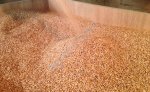Пшеница продовольственная оптом из России / Food Wheat from Russia | Export