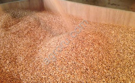 Пшеница продовольственная оптом из России / Food Wheat from Russia | Export