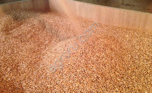 Пшеница продовольственная оптом из России / Food Wheat from Russia | Export