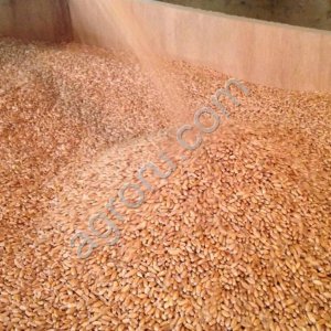 Пшеница продовольственная оптом из России / Food Wheat from Russia | Export