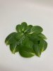 Микс зеленого салата