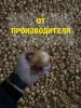Лук репчатый в Волгоградской области