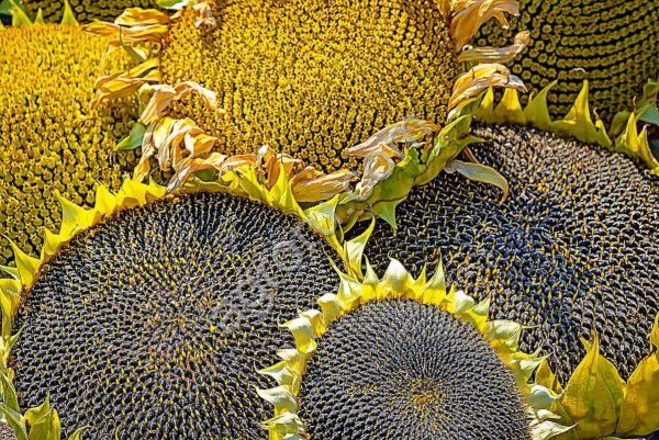 Семена подсолнечника НА Лира