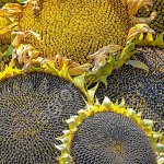 Семена подсолнечника НА Лира