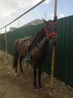 лошадь кобыла