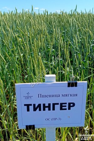 Семена пшеницы мягкой яровой сорт Тингер