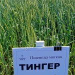 Семена пшеницы мягкой яровой сорт Тингер