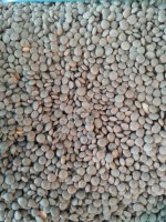 семена чечевица Донская краснозерная суперэлита