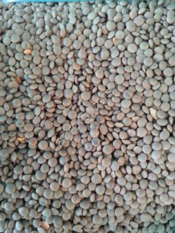 семена чечевица Донская краснозерная суперэлита