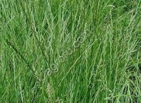 Райграс пастбищный ВИК 66 (РС1, РС2)