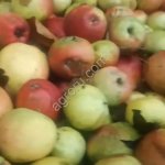 Яблоко для промышленной переработки