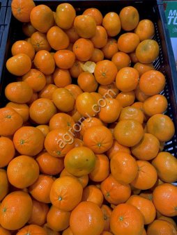 Мандарины Турция