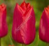 Тюльпаны