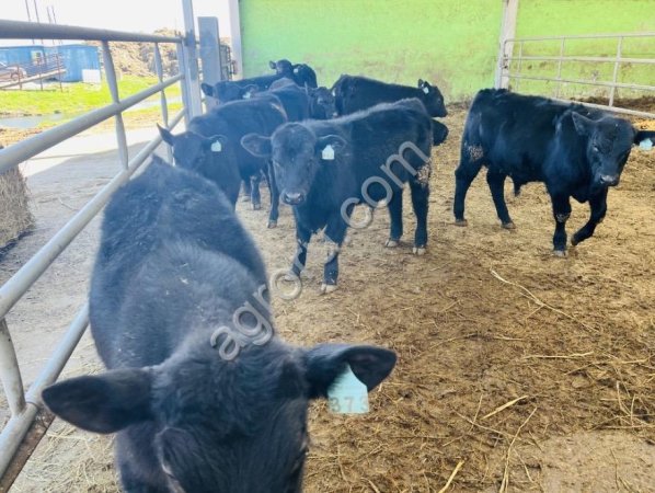 Телки Абердин-ангус племенные