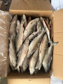 Сиг ПСГ (о.Севан)