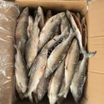 Сиг ПСГ (о.Севан)