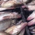 Судак оптом свежемороженый