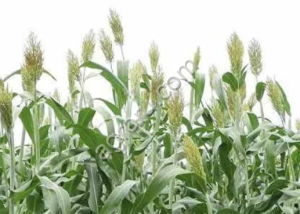 МЕГА СВИТ СИЛОСНОЕ СОРГО