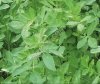 Люцерна синяя (Medicago sativa L.) Индекс Дорманси - 2,1 Производитель - Cerience, Франция
