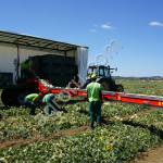 Прицеп для сбора овощей, модель BR712 SPAPPERI