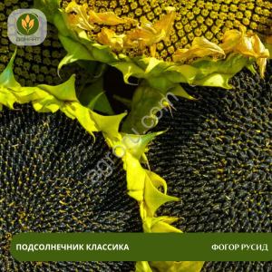 Семена подсолнечника Фогор Русид