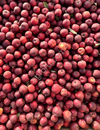 Яблоко Гала Девил в контейнерах