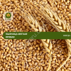 Семена пшеницы Нерда (СЭ)