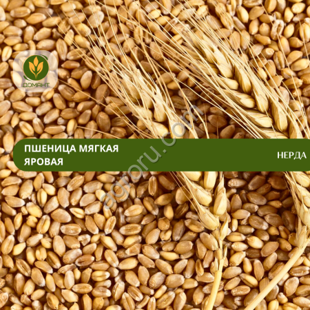 Семена пшеницы Нерда (СЭ)