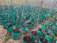 Саженцы плодовых и декоративных от питомника