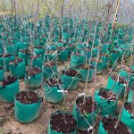 Саженцы плодовых и декоративных от питомника