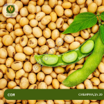 Семена сои Сибириада 20 (ЭС)