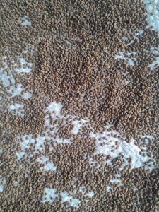 Семена Люцерны, сорт Сарга